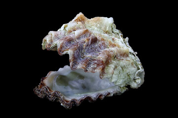 Shell of the Mediterranean oyster, Alectryonella (Dendostrea) crenulifera (Bivalvia: Ostreidae) isolated on a black background
