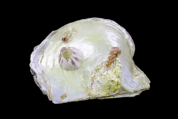 Mediterranean mollusk seashell isolated on a black background
