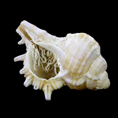 Shell of the Mediterranean rock snail, Hexaplex (Murex) trunculus and the worm shells of the marine gastropod mollusk, Thylacodes arenarius attached to its interior. Isolated on a black background
