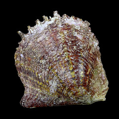 Shell of the Mediterranean pearl mussel, Pinctada imbricata (Bivalvia: Pteriidae) isolated on a black background
