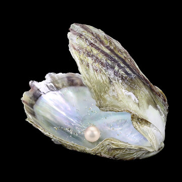 Shell of the Mediterranean pearl mussel, Pinctada imbricata (Bivalvia: Pteriidae) isolated on a black background
