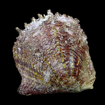 Shell of the Mediterranean pearl mussel, Pinctada imbricata (Bivalvia: Pteriidae) isolated on a black background
