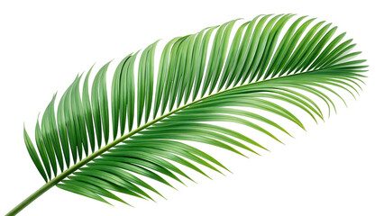 Obraz premium green leaf isolated on white