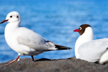 Obraz premium Two seagulls resting on the sand of a lake