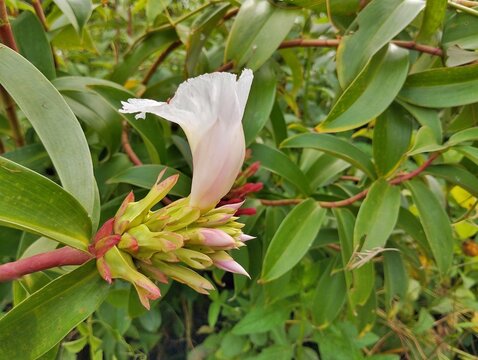 Spiral Flag or costus flower (Costus speciosus) in garden 