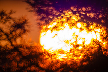 梢越しの夕日の光20230103