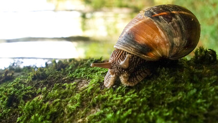 istanbul, turkey -11.02.2025: 
Bosphoru The Belgrade Forest is located on the easternmost tip of the Catalca Peninsula, on the European side of Istanbul province. It borders the Bosphorus to the east 