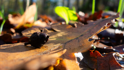 istanbul, turkey -11.02.2025: 
Bosphoru The Belgrade Forest is located on the easternmost tip of the Catalca Peninsula, on the European side of Istanbul province. It borders the Bosphorus to the east 