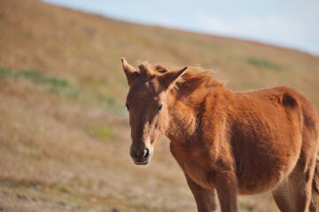 宮崎県串間市の都井岬の野生馬
