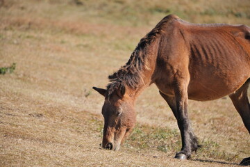 宮崎県串間市の都井岬の野生馬