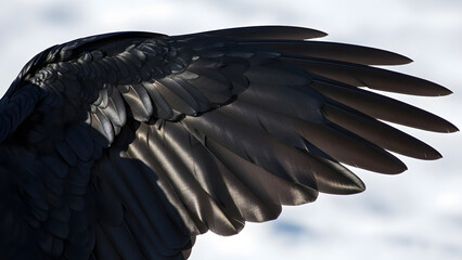 Macro Close Up of Black Raven Wing Feathers with Iridescent Sheen and Texture