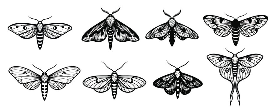 detailed vintage black and white moth illustrations showing