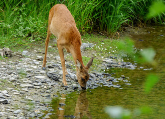 deer in the forest drinking from stream