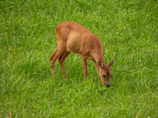red deer in the grass