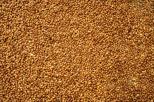 Close-Up Full Frame Background of Uncooked Brown Teff Grains