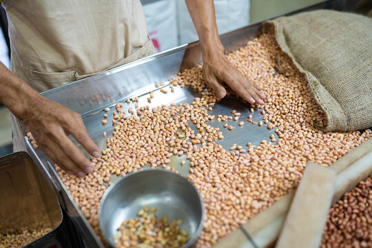 Worker's Hands Sorting Raw Peanuts in Processing Facility