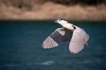 Heron in flight
