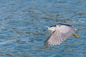 Heron in flight