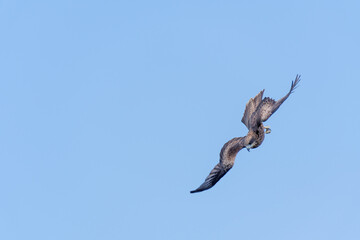 Falcon in flight