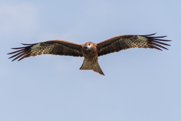 Falcon in flight