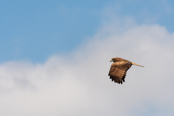 Falcon in flight