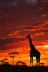 giraffe at sunset