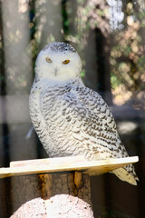 シロフクロウ