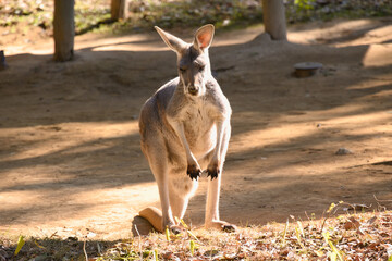 カンガルー