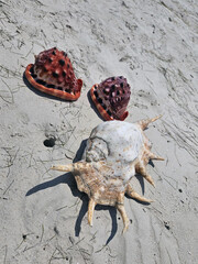 Cypraecassis rufa and Chiragra spider conch shells in the white sand of the Indian Ocean.