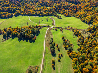 road with green trees forest