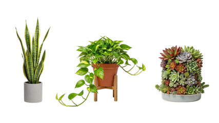A curated collection of three diverse potted houseplants brings natural beauty and vibrant life indoors.