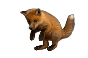 Naklejka premium Adorable fox kit isolated on transparent background, ready for design.