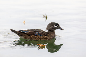 The wood duck or Carolina duck (Aix sponsa) is a partially migratory species of perching duck found in North America.
