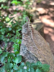 agama on a stone