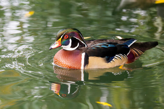 The wood duck or Carolina duck (Aix sponsa) is a partially migratory species of perching duck found in North America.