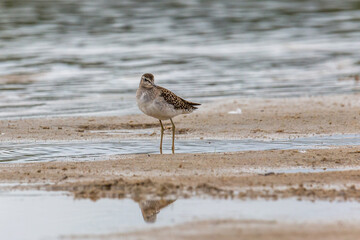 Wood sandpiper on a sandy shore near the water