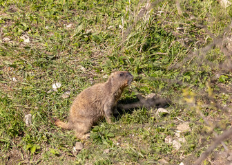 Groundhog sits near his burrow