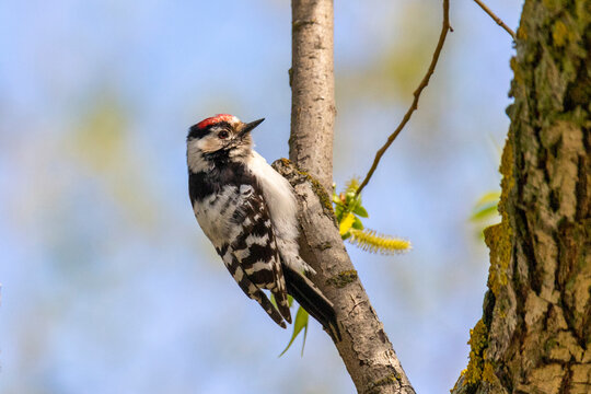 Lesser spotted woodpecker sitting on a birch trunk