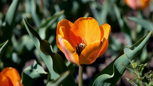 A photograph of a bee pollinating an orange tulip in a flower bed, capturing natural beauty.