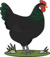 Australorp Chicken Standing - Animal Character Illustration Isolated on Transparent Background