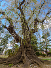 Massive trunk and roots of ancient weeping cherry tree in Japanese Garden (Hirosaki, Aomori, Japan)