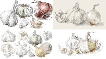 Detailed hand drawn garlic illustration set featuring whole bulbs and cloves in a rustic sketch style, ideal for culinary packaging, cooking guides, herb labels, and organic food design.