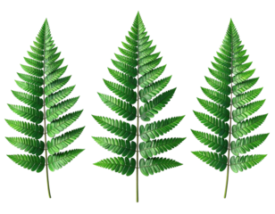 Three green fern fronds, detailed veins and textures