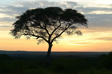 Silhouette Tree Against Sunset Sky Over Forest Horizon