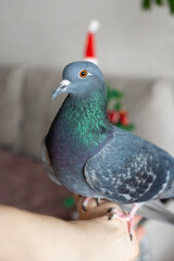 Domestic pigeon perched on hand indoors with Christmas decorations  