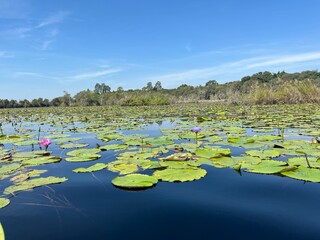Wetland  Water Lilies Landscape
