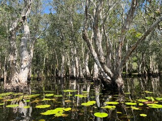 White Samet Cajuput Trees Wetlands Forest with Reflections in Water