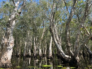 White Samet Cajuput Trees Wetlands Forest with Reflections in Water