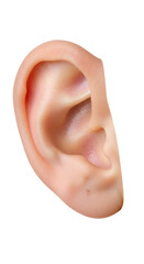 Naklejka premium Detailed human ear model isolated on a white background, showcasing external ear anatomy, hearing organ structure, medical education reference, audiology studies, and healthcare learning 