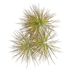 Obraz premium Anemanthele lessoniana tree plan, top view, cutout, transparent background, isolate, Lush green meadow, vibrant landscape, rural scene, springtime freshness, scenic beauty